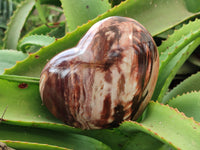 Polished Podocarpus Petrified Wood Hearts x 3 From Mahajanga, Madagascar