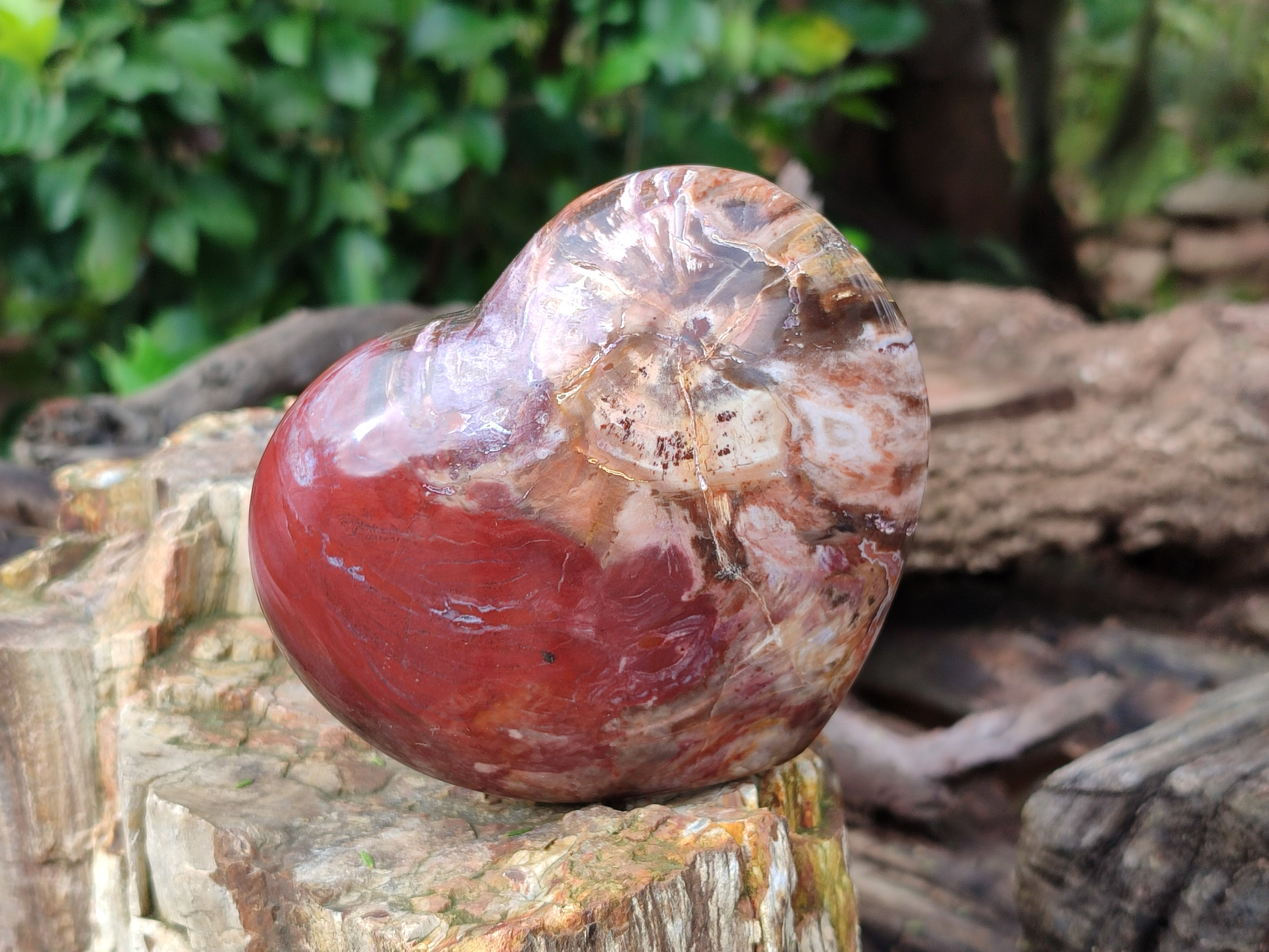Polished Podocarpus Petrified Wood Hearts x 3 From Mahajanga, Madagascar - Toprock Gemstones and Minerals 