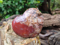 Polished Podocarpus Petrified Wood Hearts x 3 From Mahajanga, Madagascar