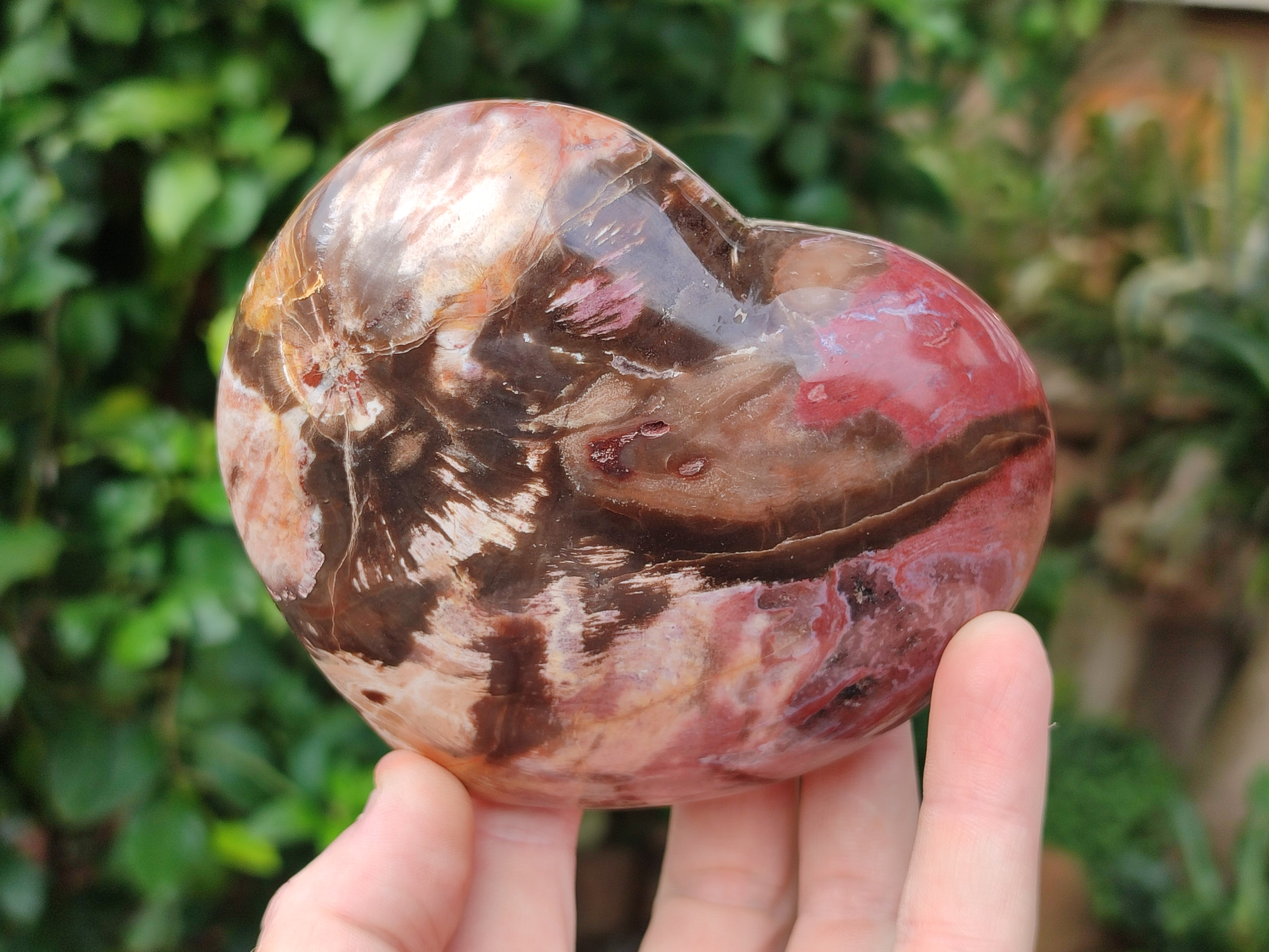 Polished Podocarpus Petrified Wood Hearts x 3 From Mahajanga, Madagascar - Toprock Gemstones and Minerals 