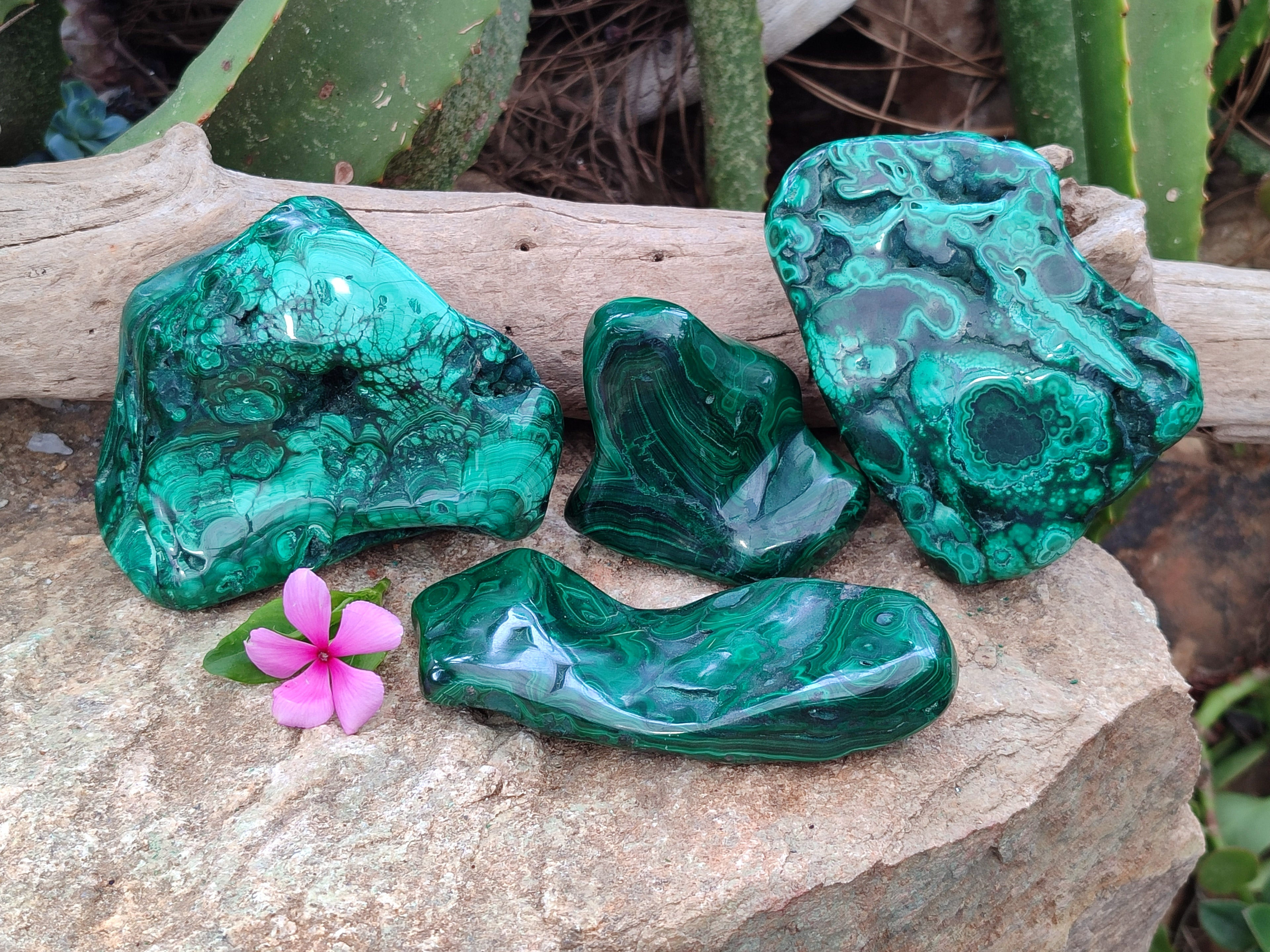 Polished Flower Banded Malachite Free Forms x 4 From Congo - Toprock Gemstones and Minerals 
