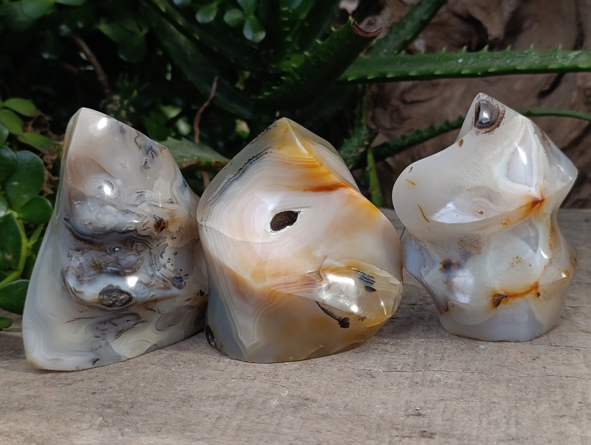 Polished Banded and Dendritic Agate Flames x 6 From Madagascar - Toprock Gemstones and Minerals 