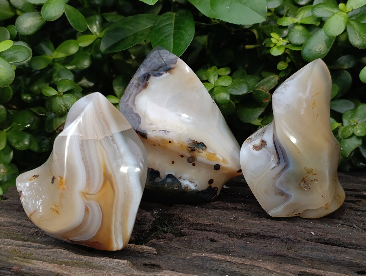 Polished Banded and Dendritic Agate Flames x 6 From Madagascar - Toprock Gemstones and Minerals 