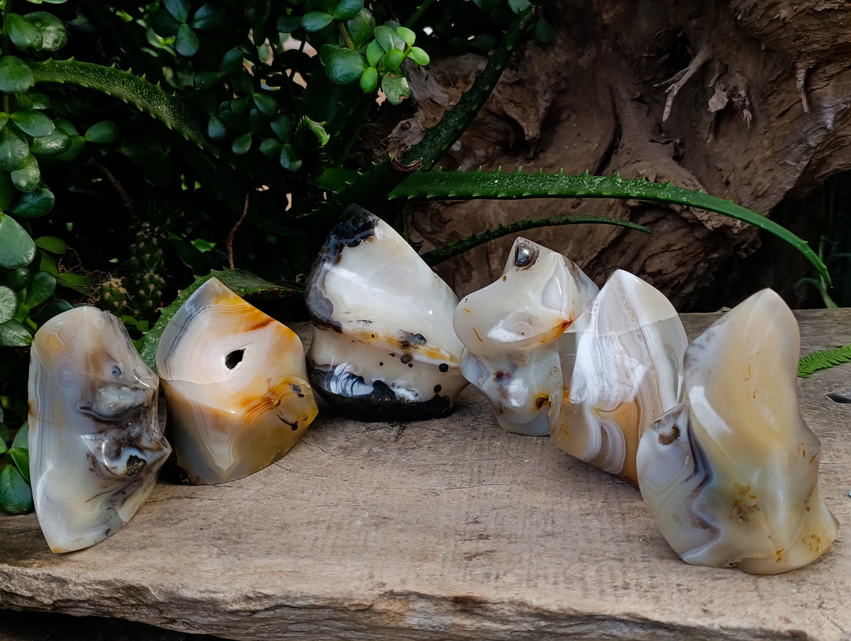 Polished Banded and Dendritic Agate Flames x 6 From Madagascar - Toprock Gemstones and Minerals 
