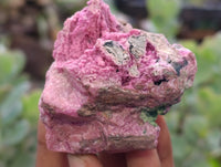 Natural Salrose Cobaltion Dolomite Specimens x 6 From Kakanda, Congo