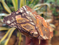 Natural Nguni Jasper Cobbed Specimens x 29 From Prieska, South Africa