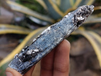 Natural Kyanite Crystals x 2.28 Kg Lot From Karoi, Zimbabwe