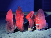 Natural Drusy Quartz Coated Calcite Pseudomorph Specimens x 12 From Alberts Mountain, Lesotho