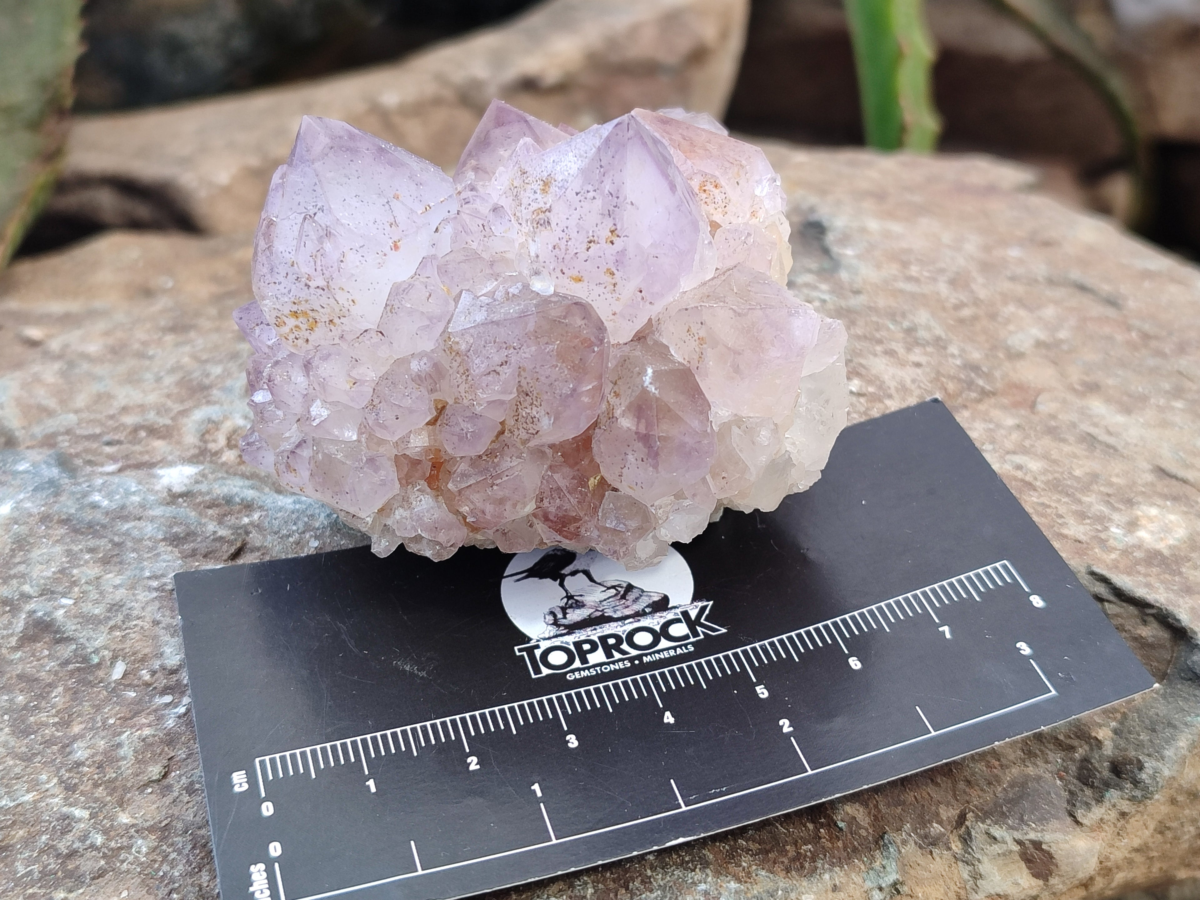 Natural Amethyst Spirit Quartz Clusters x 6 From Boekenhouthoek, South Africa - Toprock Gemstones and Minerals 