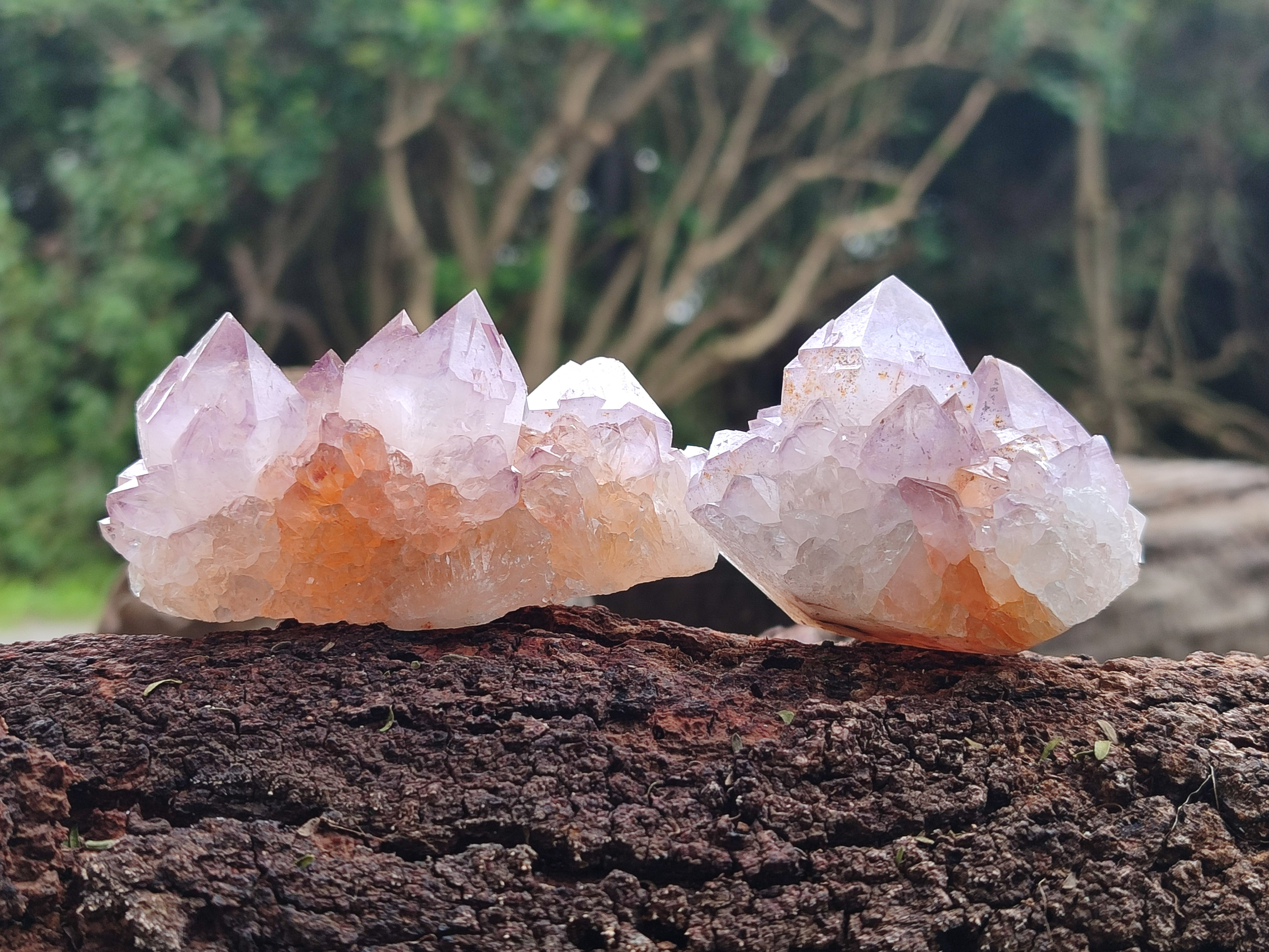 Natural Amethyst Spirit Quartz Clusters x 6 From Boekenhouthoek, South Africa - Toprock Gemstones and Minerals 