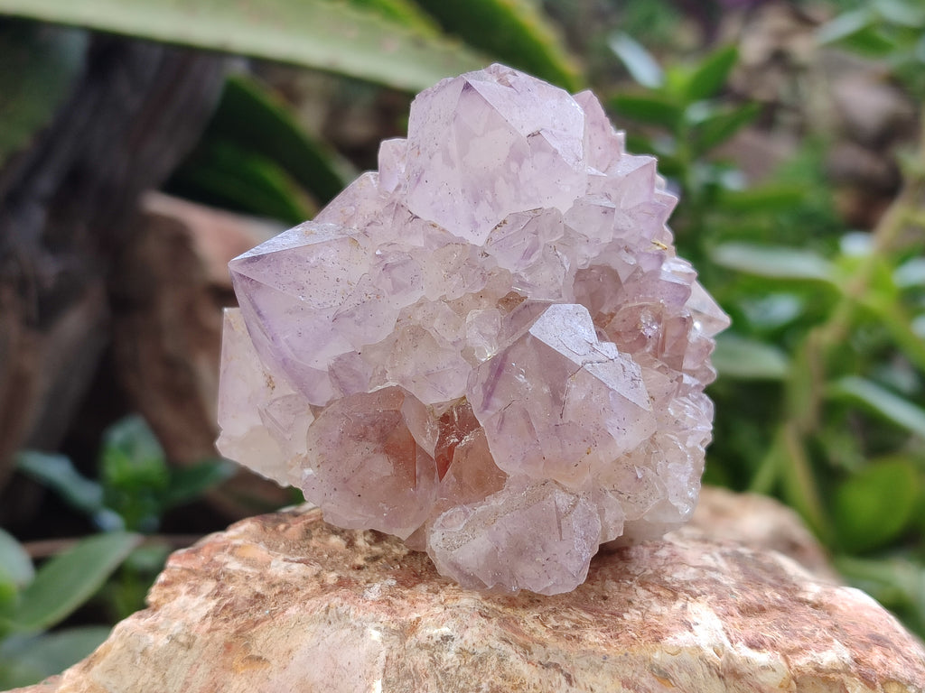 Natural Amethyst Spirit Quartz Clusters x 6 From Boekenhouthoek, South Africa - Toprock Gemstones and Minerals 
