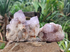 Natural Amethyst Spirit Quartz Clusters x 6 From Boekenhouthoek, South Africa - Toprock Gemstones and Minerals 