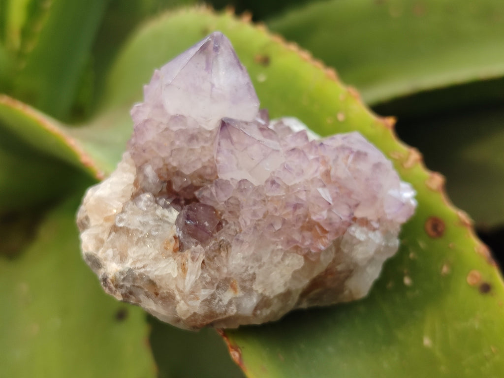 Natural Amethyst Spirit Quartz Clusters x 6 From Boekenhouthoek, South Africa - Toprock Gemstones and Minerals 