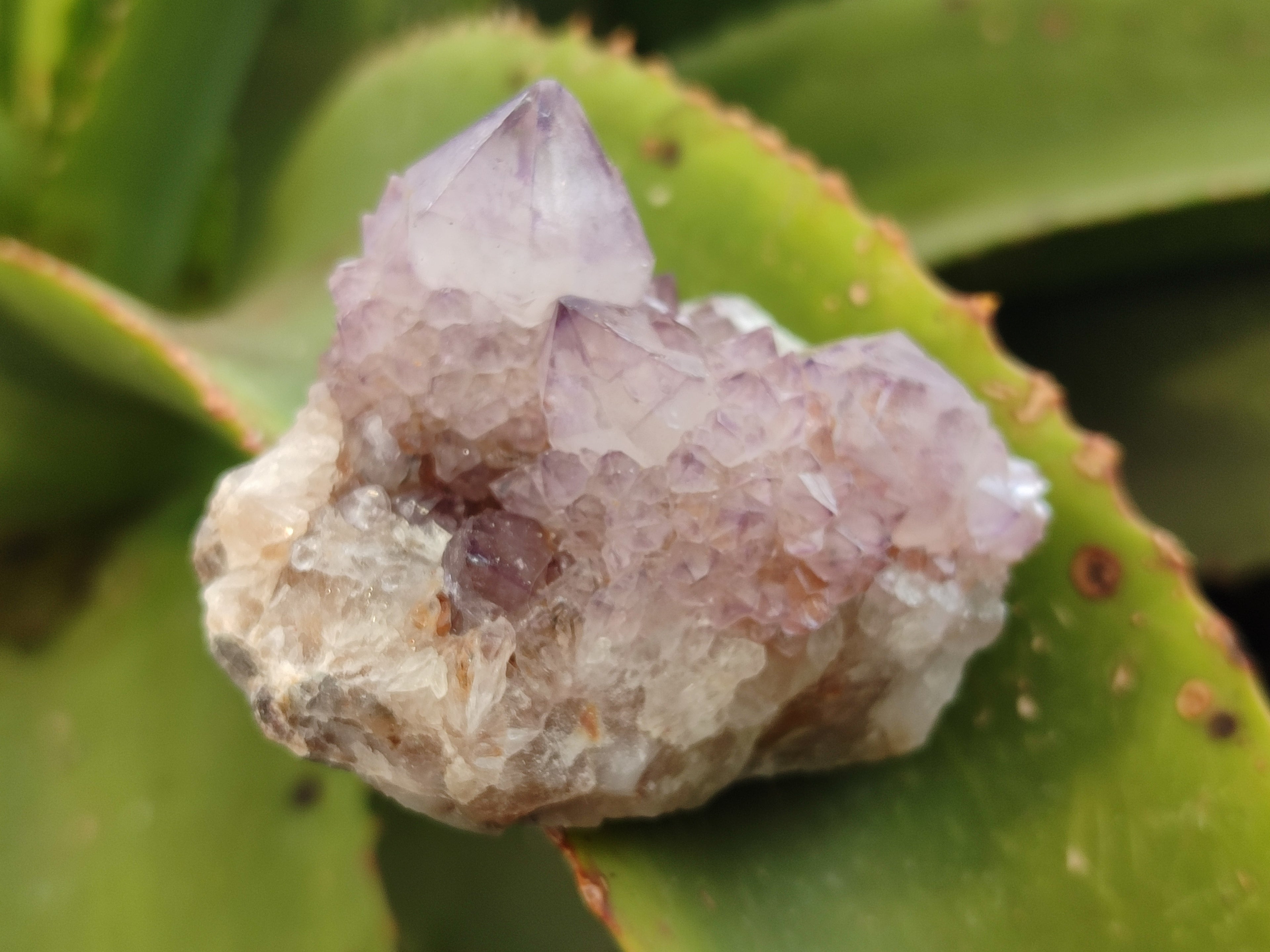 Natural Amethyst Spirit Quartz Clusters x 6 From Boekenhouthoek, South Africa - Toprock Gemstones and Minerals 