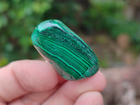 Polished Flower Banded Malachite Free Forms x 92 From Congo