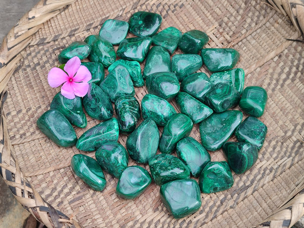 Polished Flower Banded Malachite Free Forms x 92 From Congo