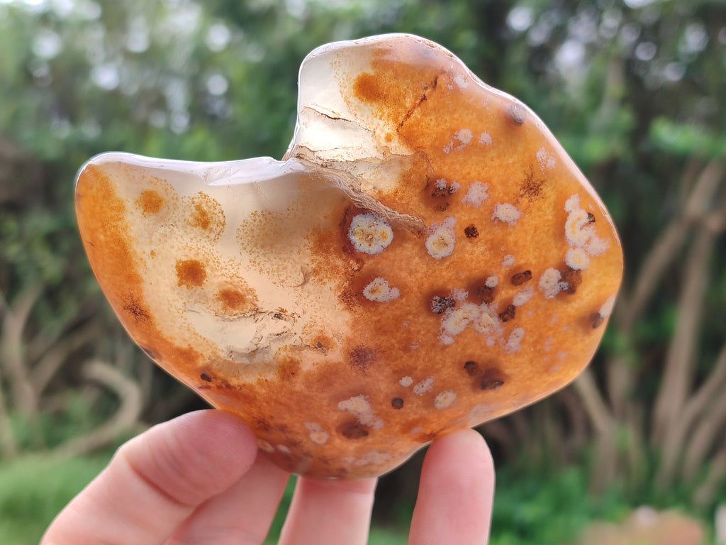 Polished On One Side River Agate Nodules x 12 From Zimbabwe - Toprock Gemstones and Minerals 