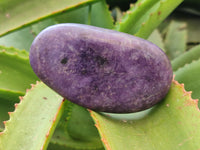 Polished Lepidolite Free Forms x 6 From Zimbabwe