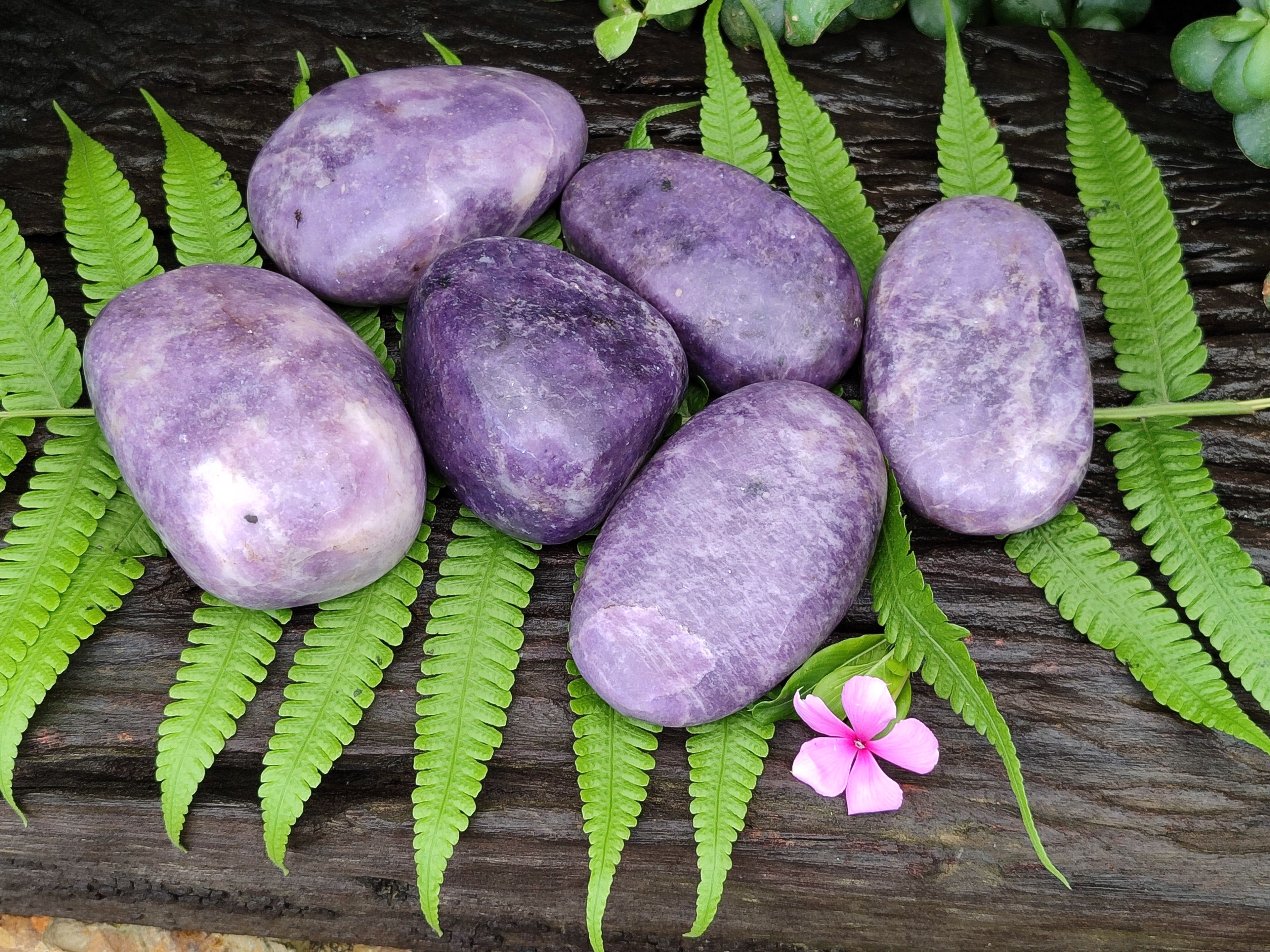 Polished Lepidolite Free Forms x 6 From Zimbabwe - Toprock Gemstones and Minerals 