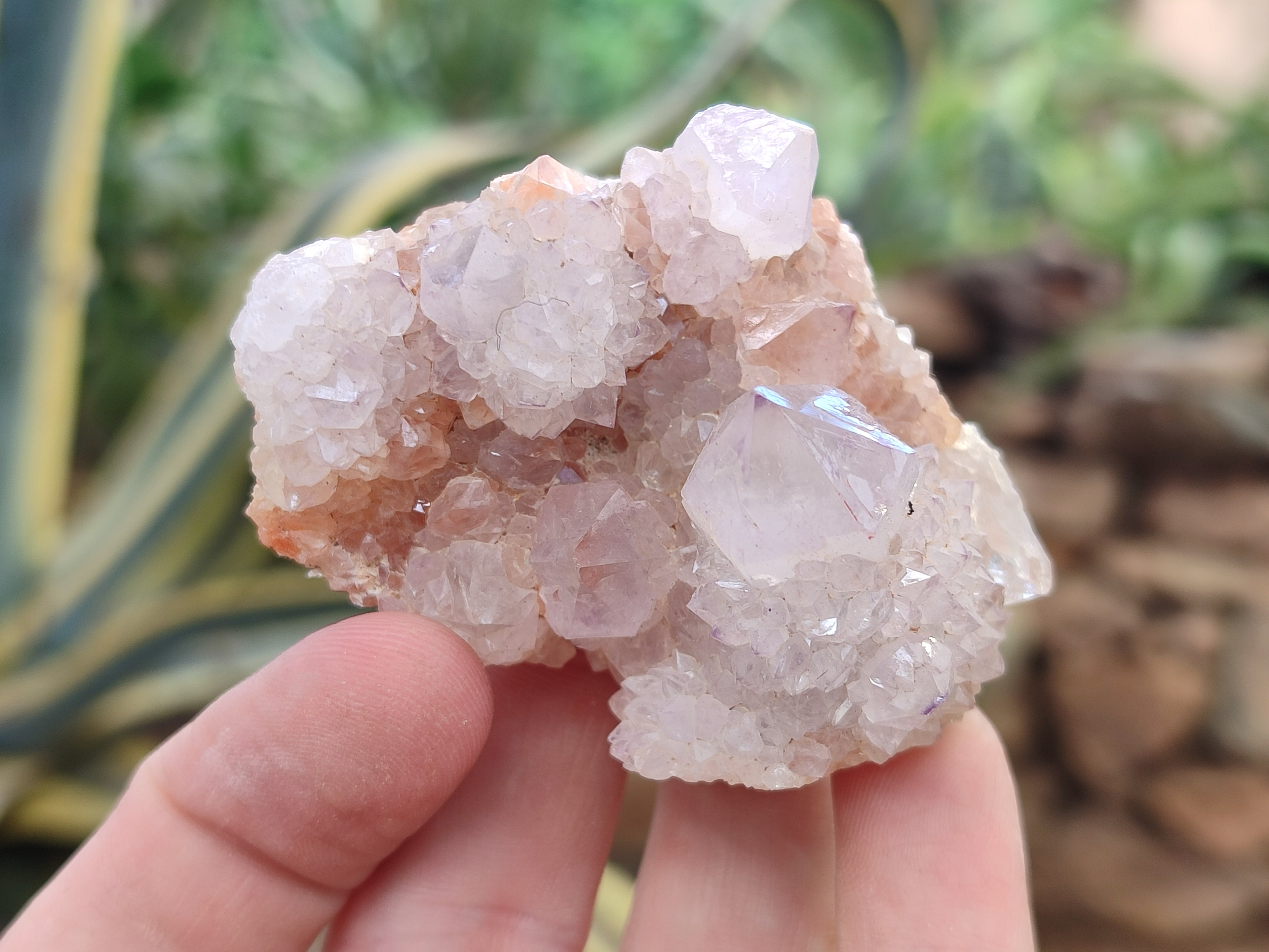 Natural Ametrine Spirit Quartz Clusters x 12 From Boekenhouthoek, South Africa - Toprock Gemstones and Minerals 