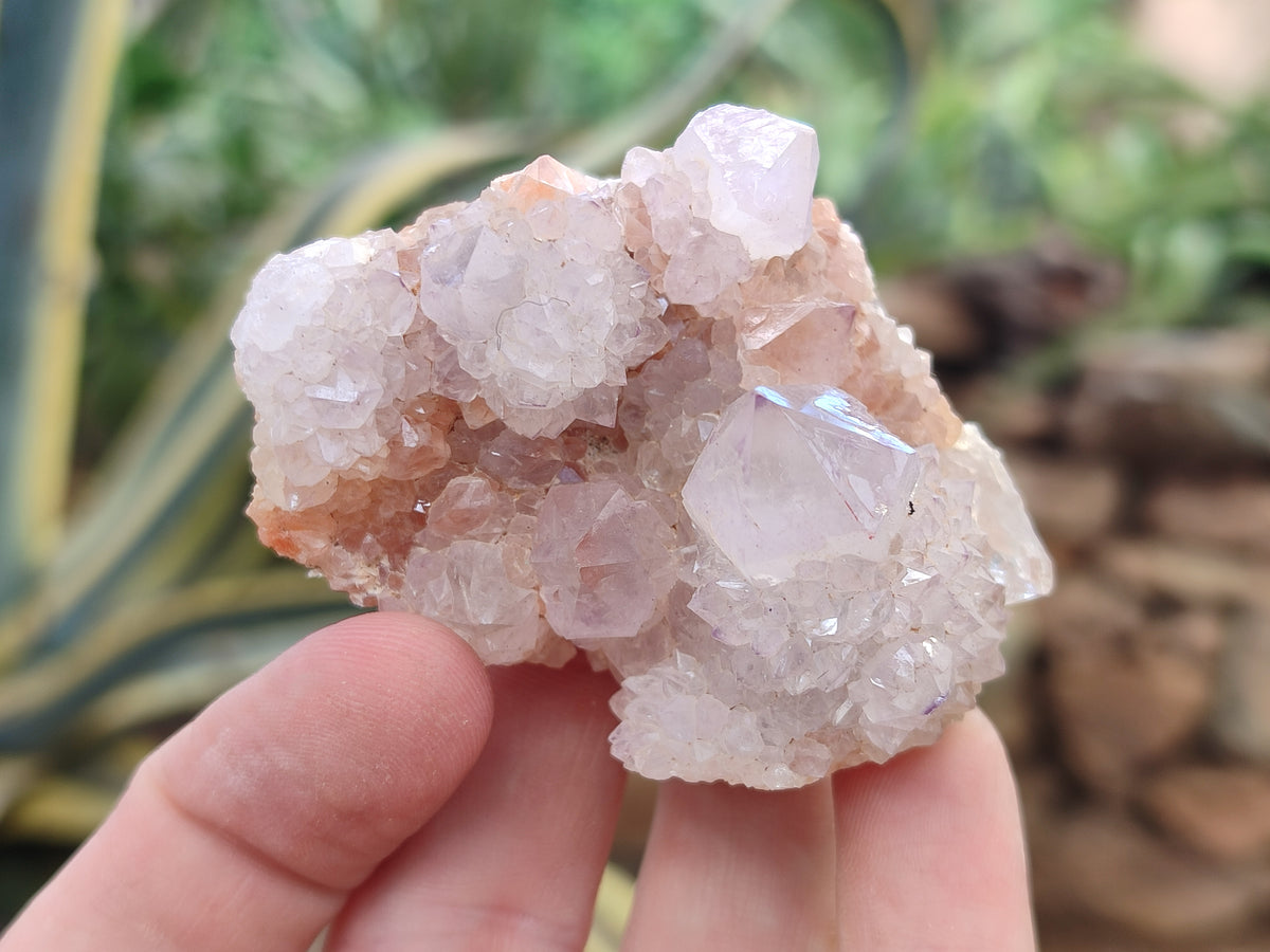 Natural Ametrine Spirit Quartz Clusters x 12 From Boekenhouthoek, South Africa - Toprock Gemstones and Minerals 