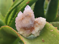 Natural Ametrine Spirit Quartz Clusters x 12 From Boekenhouthoek, South Africa - Toprock Gemstones and Minerals 