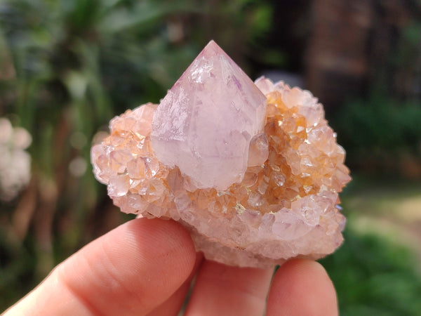 Natural Ametrine Spirit Quartz Clusters x 12 From Boekenhouthoek, South Africa