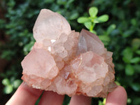 Natural Amethyst Cactus Spirit Quartz Clusters x 6 From Boekenhouthoek, South Africa