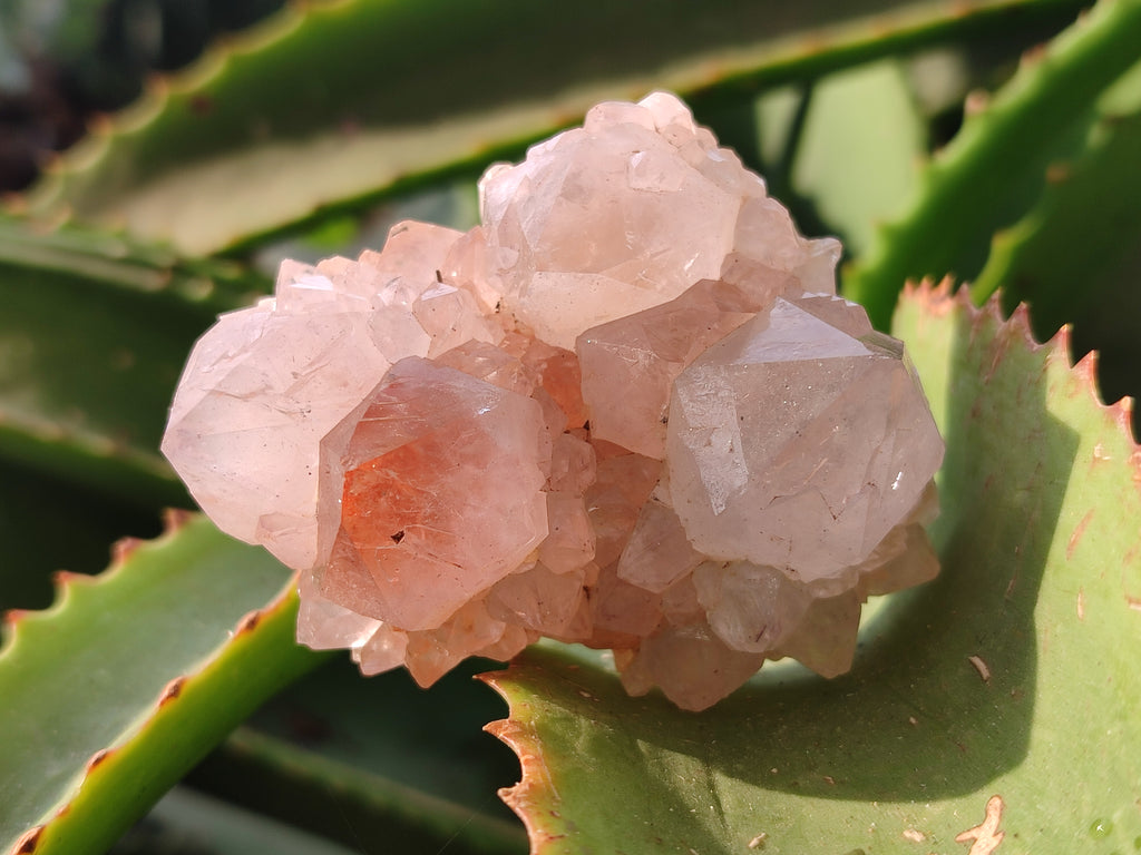 Natural Amethyst Cactus Spirit Quartz Clusters x 6 From Boekenhouthoek, South Africa - Toprock Gemstones and Minerals 