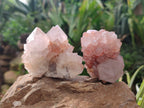 Natural Amethyst Cactus Spirit Quartz Clusters x 6 From Boekenhouthoek, South Africa - Toprock Gemstones and Minerals 