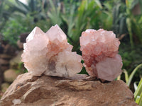 Natural Amethyst Cactus Spirit Quartz Clusters x 6 From Boekenhouthoek, South Africa