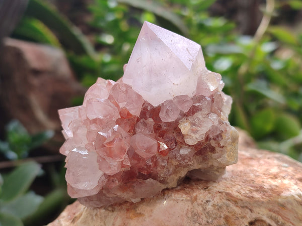 Natural Amethyst Cactus Spirit Quartz Clusters x 6 From Boekenhouthoek, South Africa