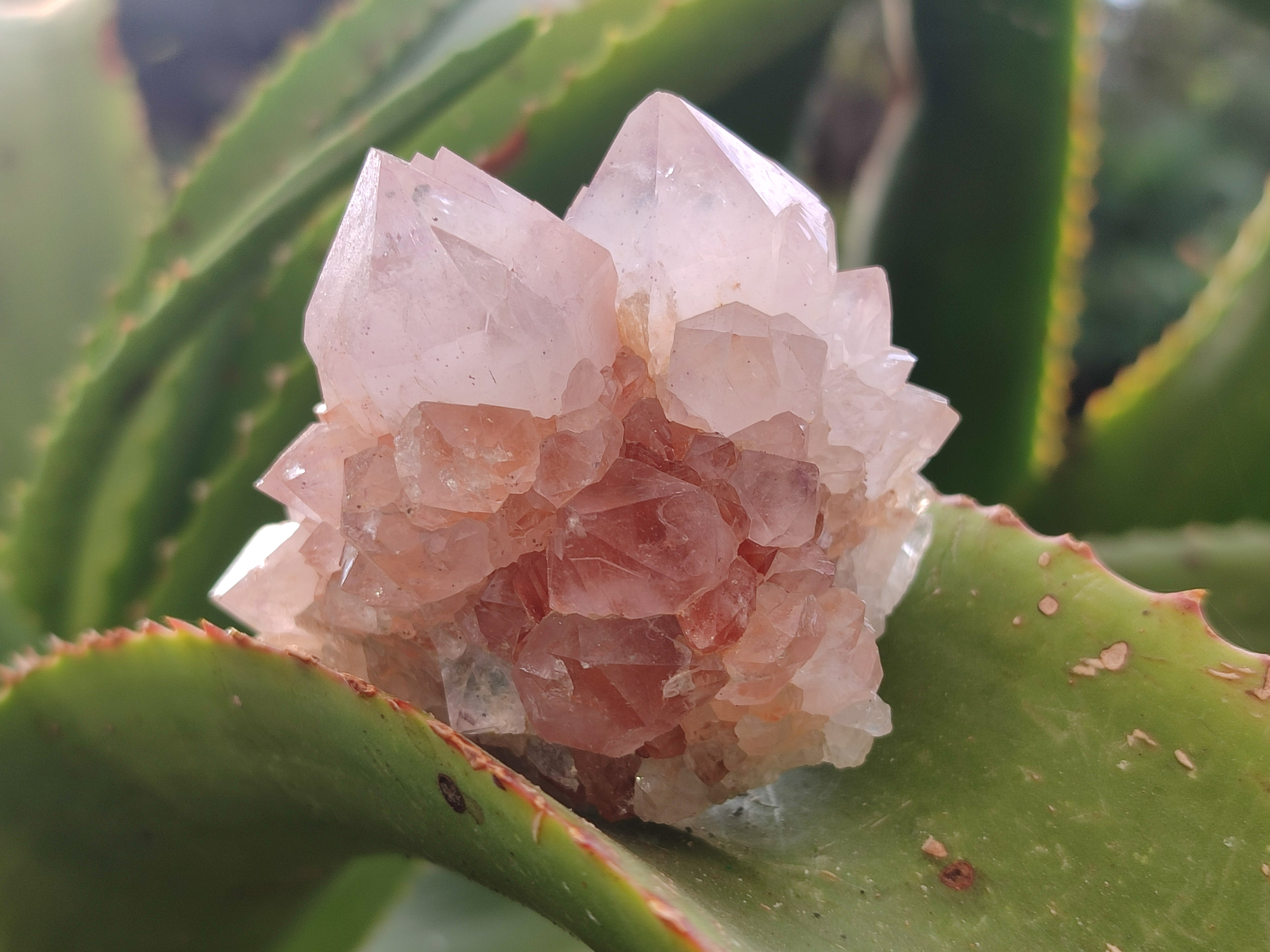 Natural Amethyst Cactus Spirit Quartz Clusters x 6 From Boekenhouthoek, South Africa - Toprock Gemstones and Minerals 