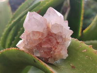 Natural Amethyst Cactus Spirit Quartz Clusters x 6 From Boekenhouthoek, South Africa