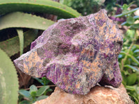 Natural Stichtite Cobbed Specimens x 2 From Barberton, South Africa