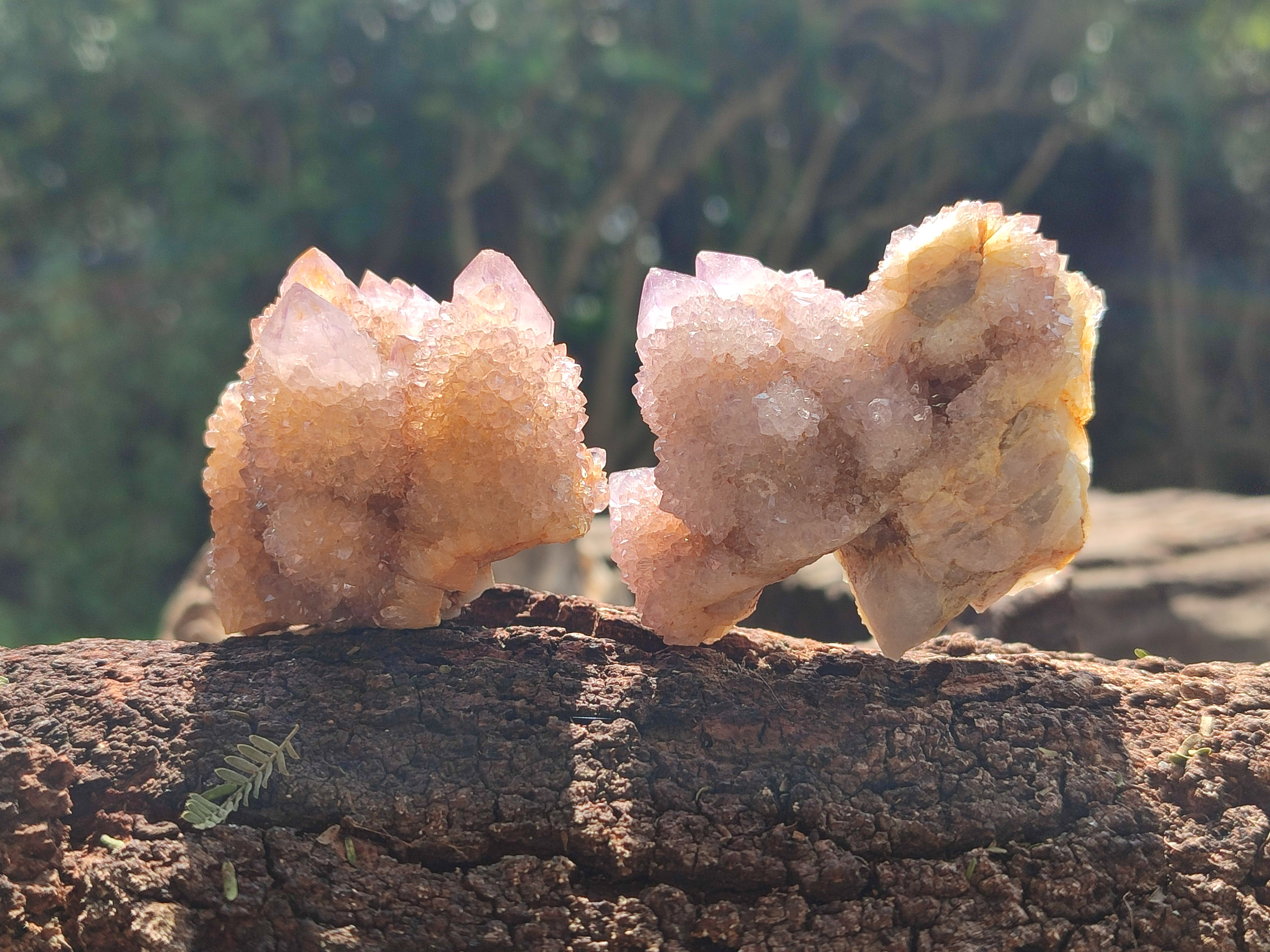 Natural Lilac Fairy Spirit Quartz Clusters x 12 From Boekenhouthoek, South Africa - Toprock Gemstones and Minerals 