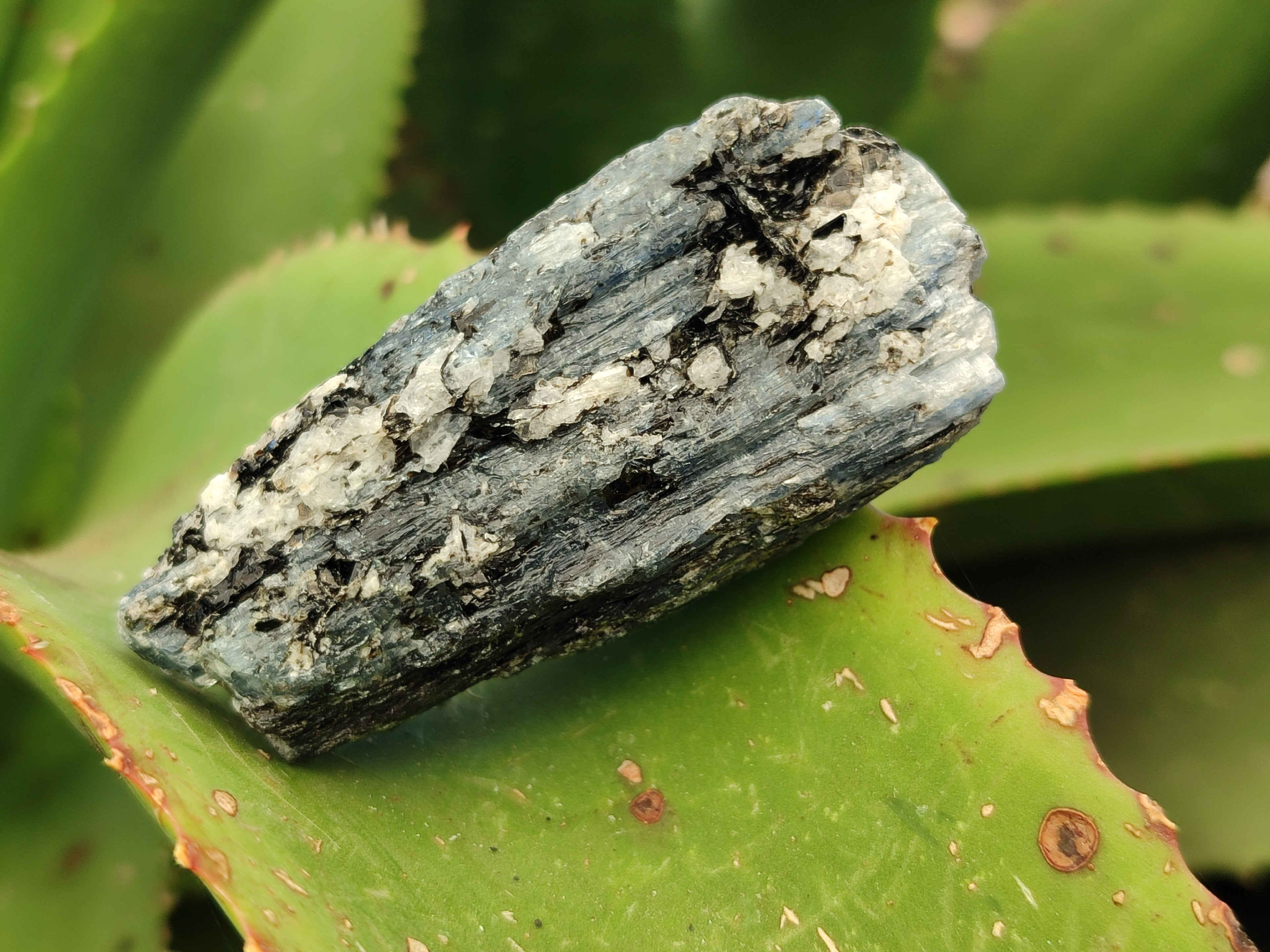 Natural Kyanite Crystals x 1.77 Kg Lot From Karoi, Zimbabwe - Toprock Gemstones and Minerals 