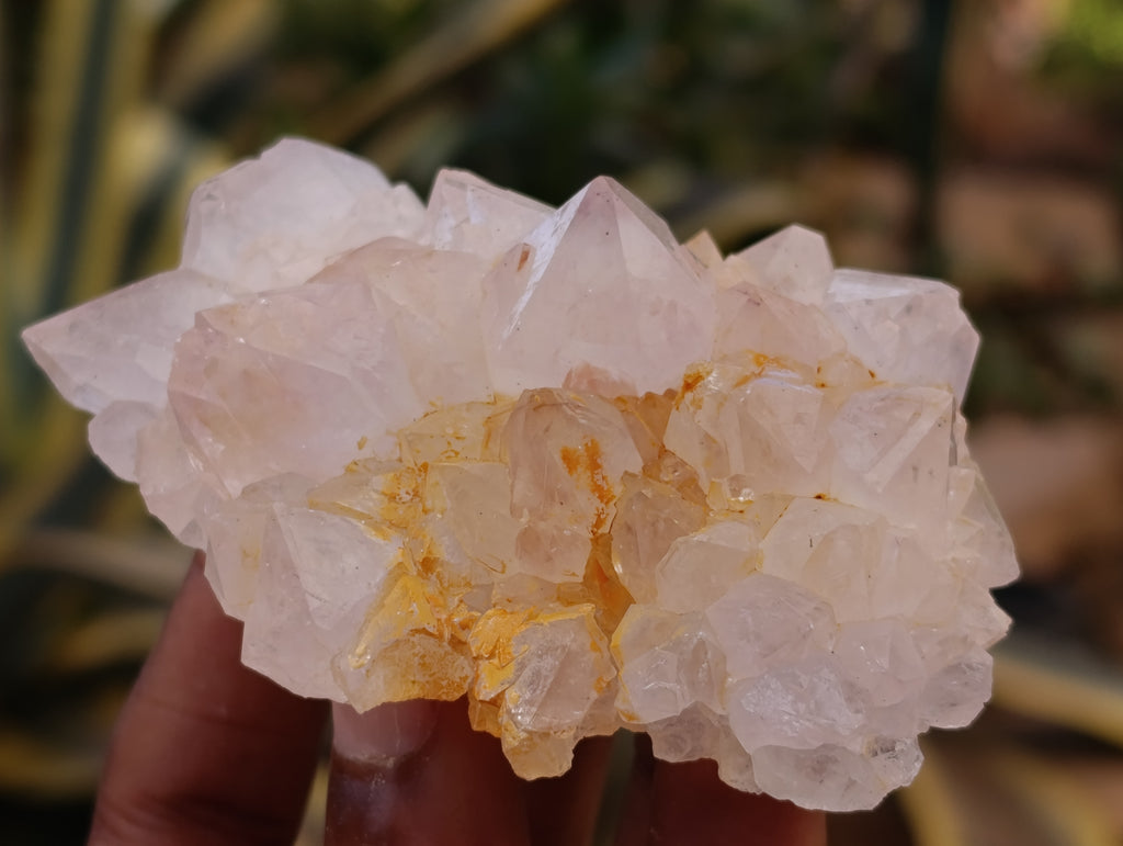 Natural Spirit Quartz Clusters x 12 From Boekenhouthoek, South Africa - Toprock Gemstones and Minerals 