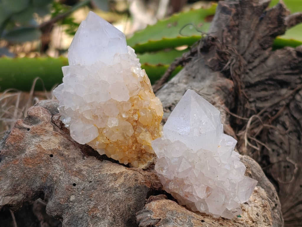 Natural Spirit Quartz Clusters x 12 From Boekenhouthoek, South Africa - Toprock Gemstones and Minerals 