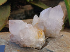 Natural Spirit Quartz Clusters x 12 From Boekenhouthoek, South Africa - Toprock Gemstones and Minerals 