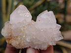 Natural Spirit Quartz Clusters x 12 From Boekenhouthoek, South Africa - Toprock Gemstones and Minerals 
