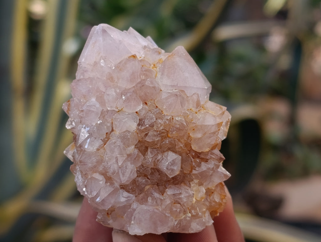 Natural Spirit Quartz Clusters x 12 From Boekenhouthoek, South Africa - Toprock Gemstones and Minerals 