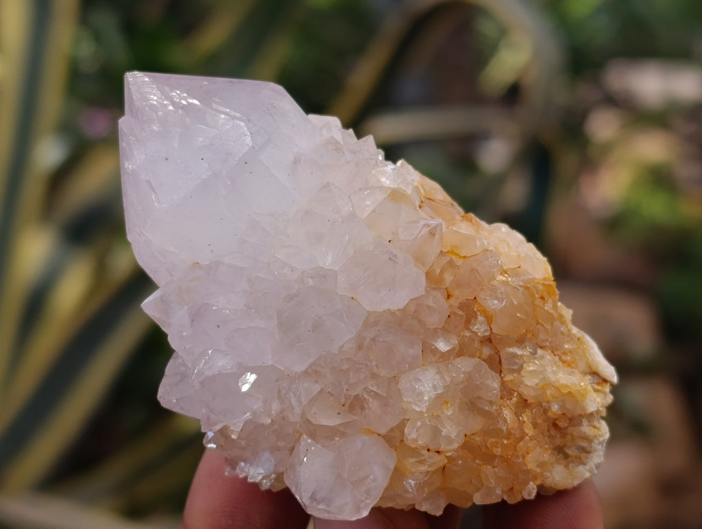 Natural Spirit Quartz Clusters x 12 From Boekenhouthoek, South Africa - Toprock Gemstones and Minerals 