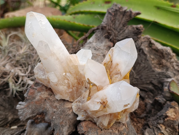 Natural White Candle Quartz Clusters x 6 From Madagascar