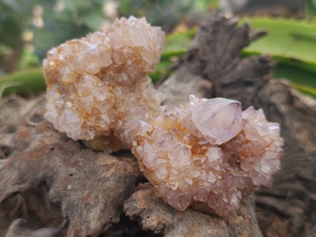 Natural Spirit Quartz Clusters x 6 From Boekenhouthoek, South Africa - Toprock Gemstones and Minerals 