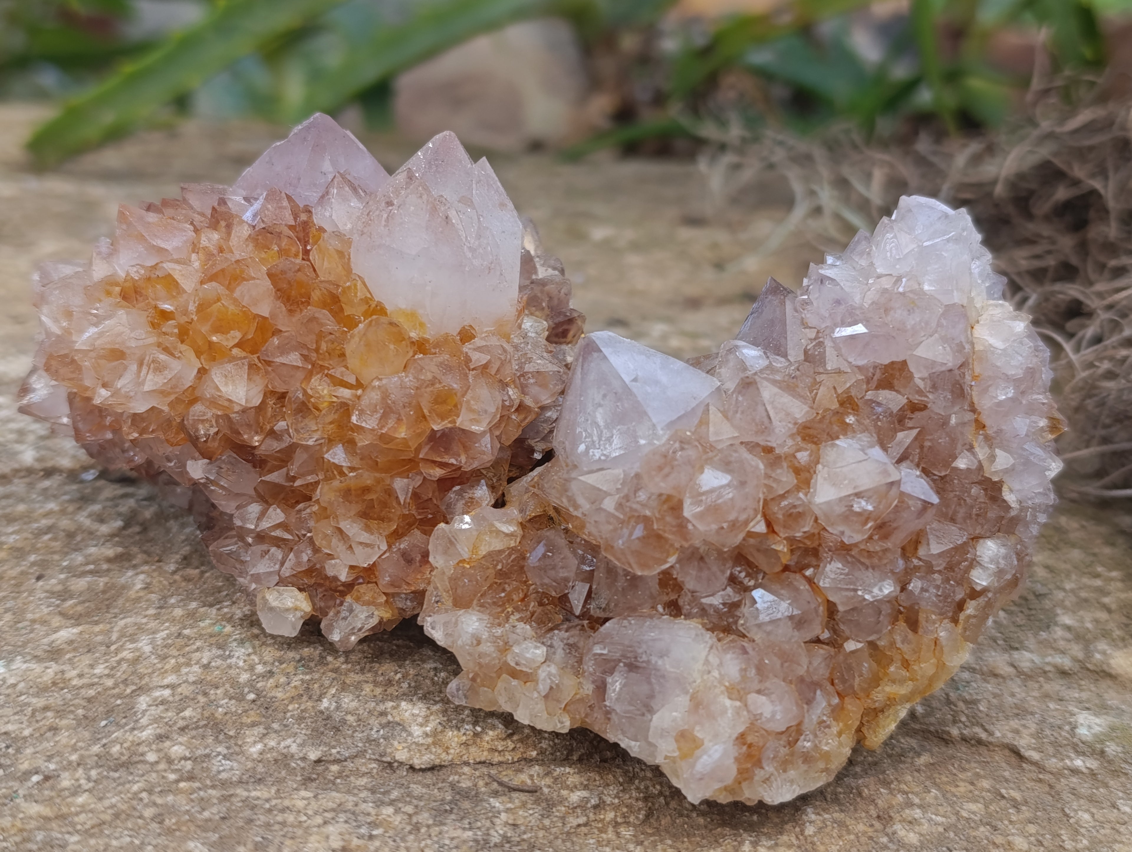 Natural Spirit Quartz Clusters x 6 From Boekenhouthoek, South Africa - Toprock Gemstones and Minerals 