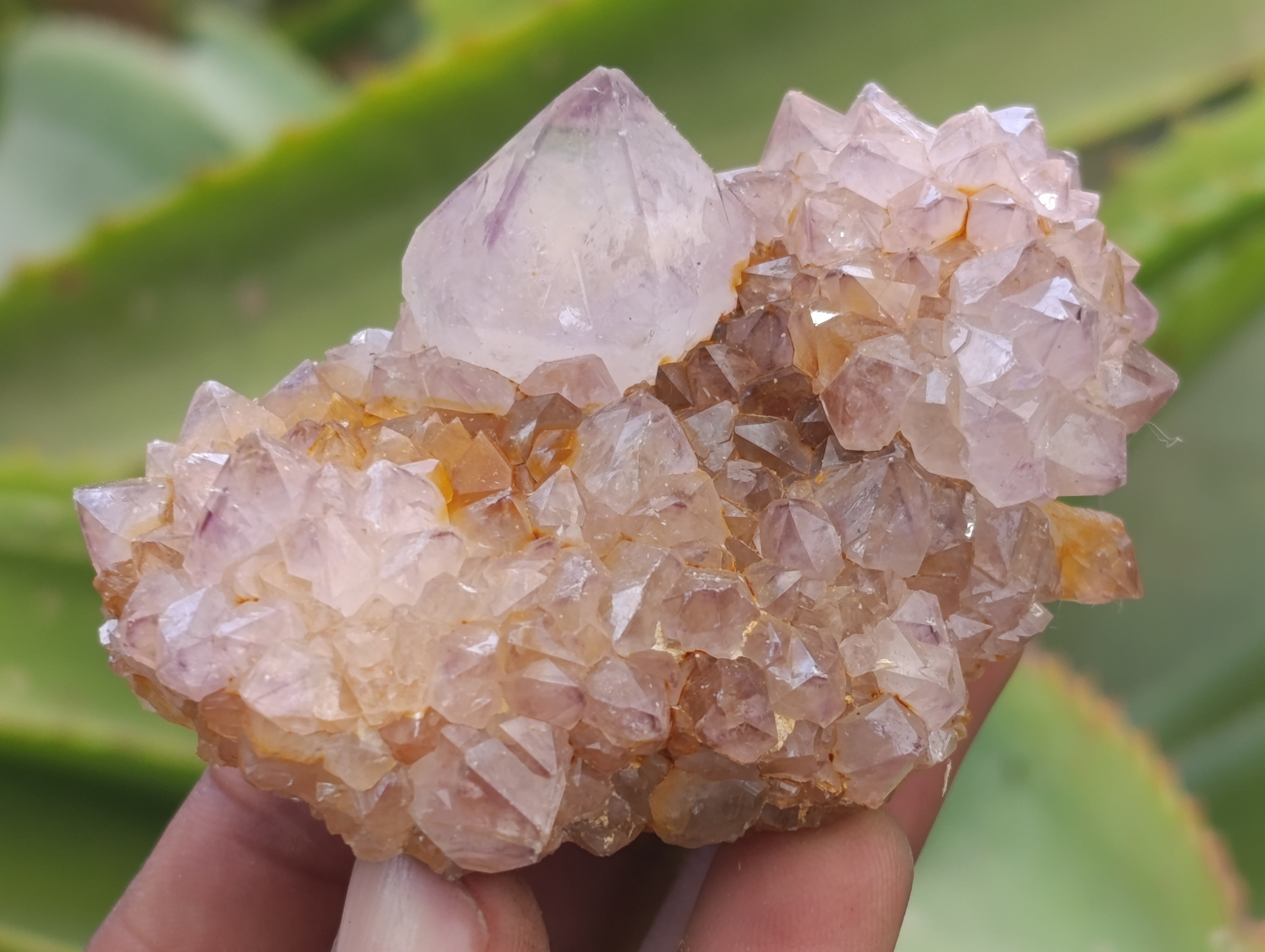 Natural Spirit Quartz Clusters x 6 From Boekenhouthoek, South Africa - Toprock Gemstones and Minerals 