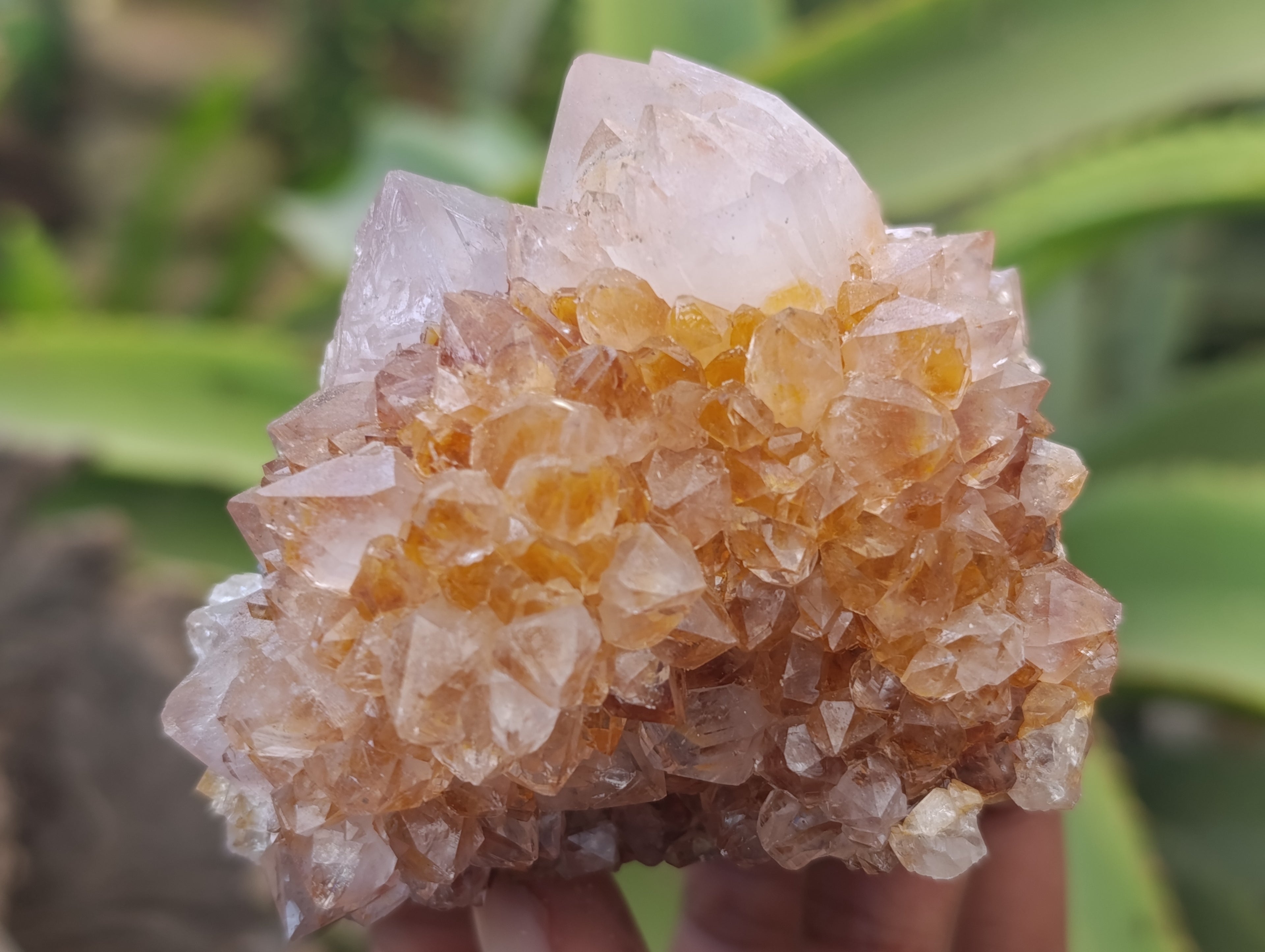 Natural Spirit Quartz Clusters x 6 From Boekenhouthoek, South Africa - Toprock Gemstones and Minerals 