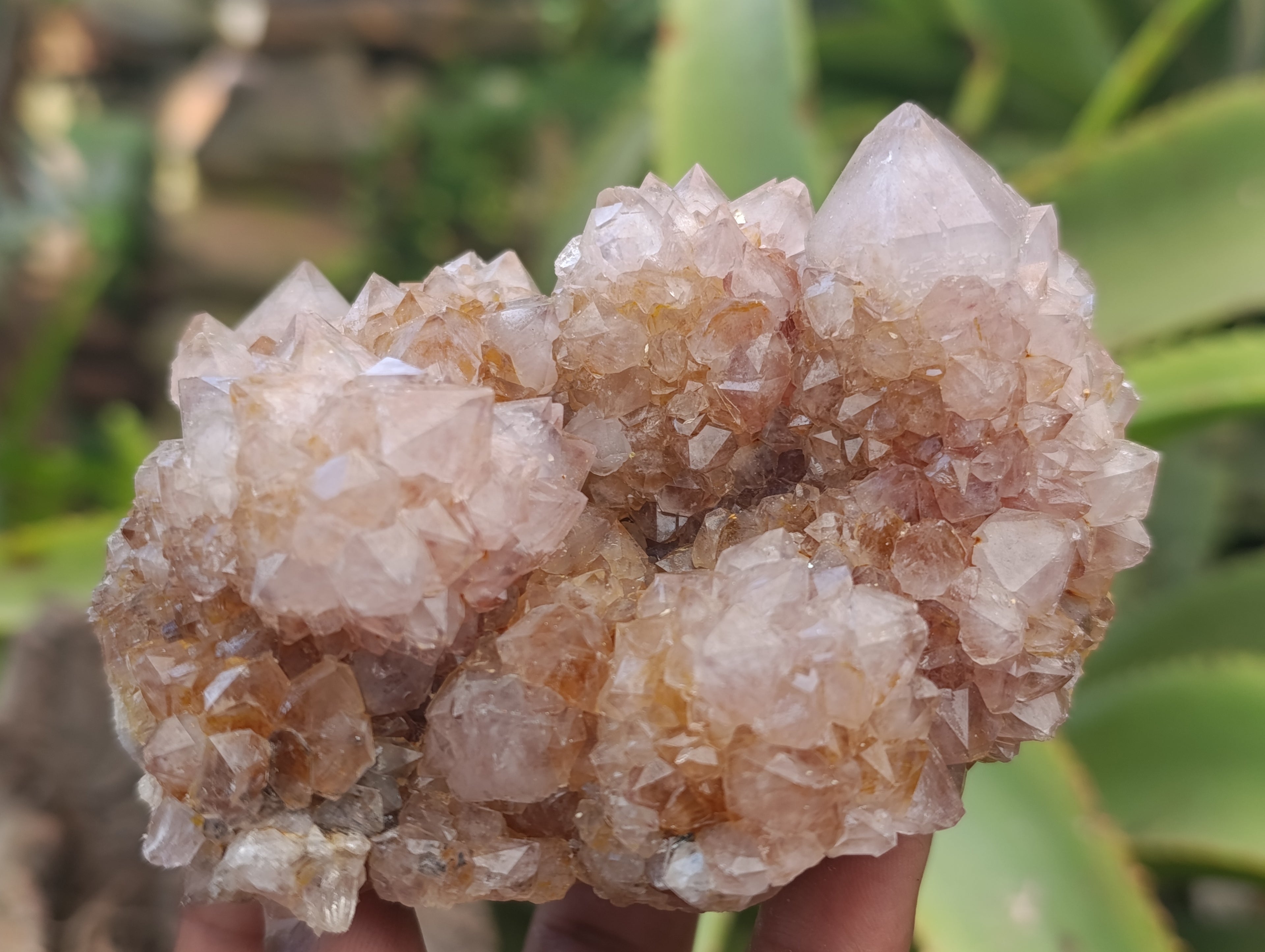Natural Spirit Quartz Clusters x 6 From Boekenhouthoek, South Africa - Toprock Gemstones and Minerals 