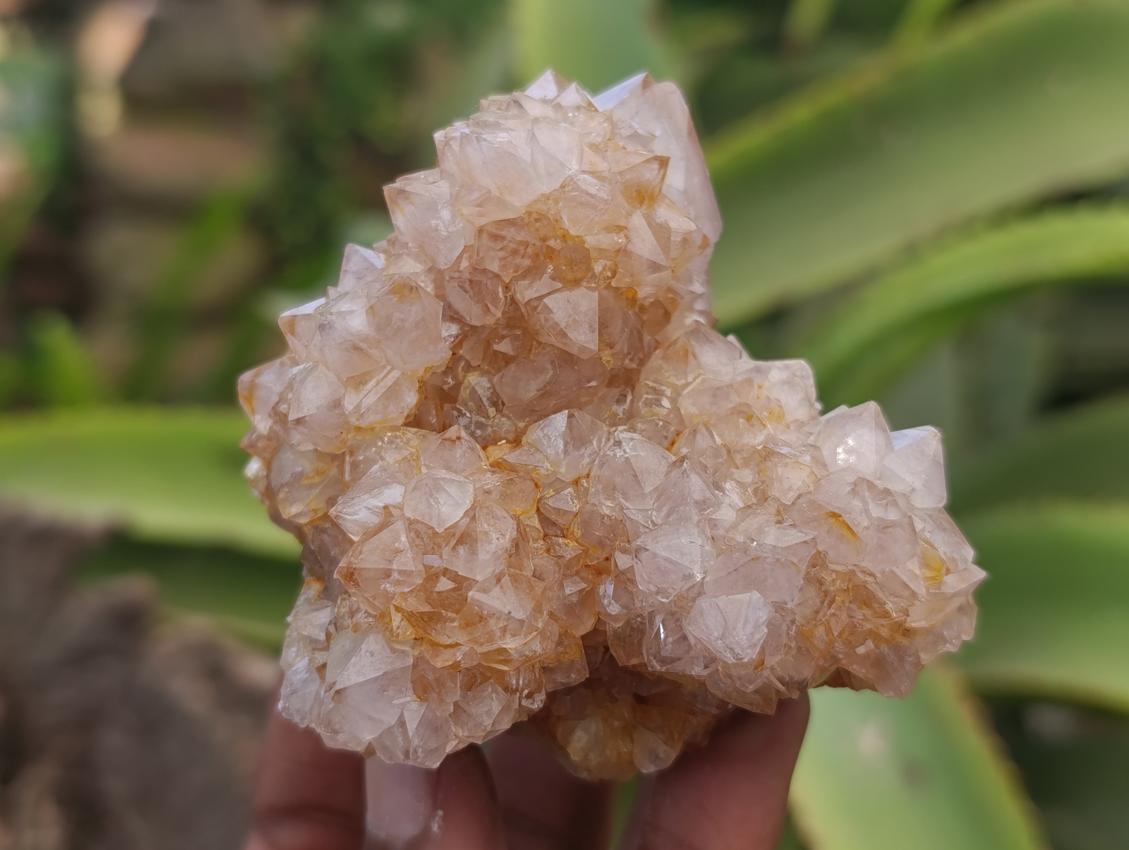 Natural Spirit Quartz Clusters x 6 From Boekenhouthoek, South Africa - Toprock Gemstones and Minerals 